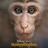 Monkey Kingdom