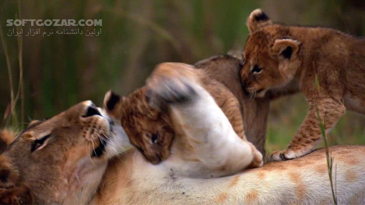 دانلود African Cats - دانلود مستند گربه سانان - سافت گذر
