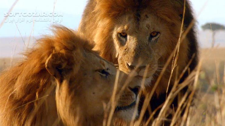 دانلود African Cats - دانلود مستند گربه سانان - سافت گذر