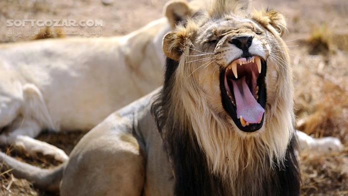 دانلود Fascinating Lions DOCUMENTARY - دانلود مستند شکار شیرها - سافت گذر