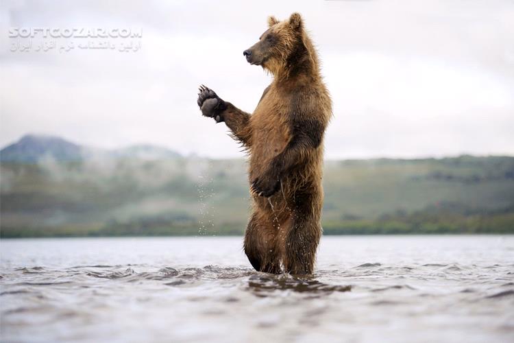 دانلود Land of the Bears - دانلود مستند خرس ها - سافت گذر
