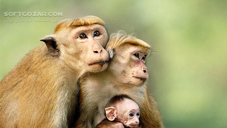 دانلود Monkey Kingdom - دانلود مستند قلمرو میمون ها - سافت گذر