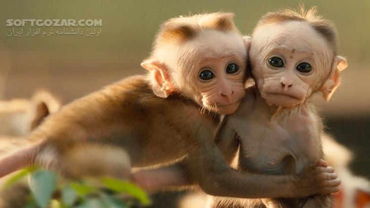دانلود Monkey Kingdom - دانلود مستند قلمرو میمون ها - سافت گذر
