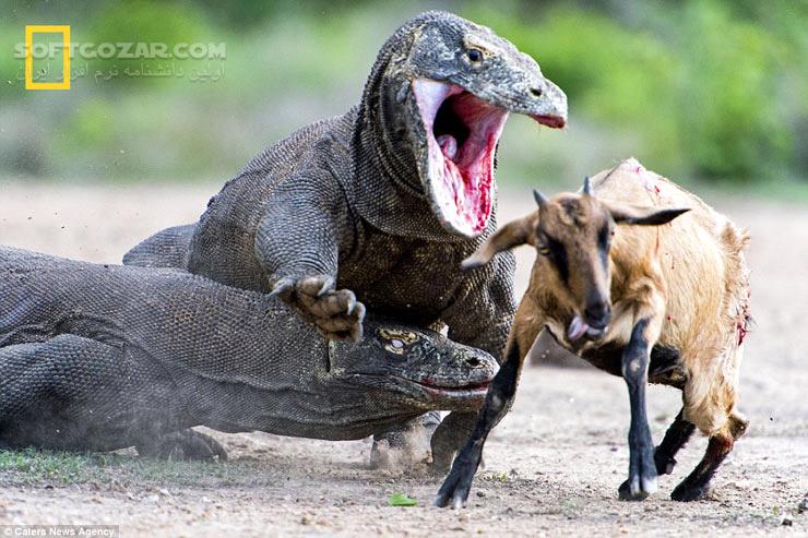 دانلود National Geographic Killer Dragons - دانلود مستند اژدهاهای مرگبار - سافت گذر