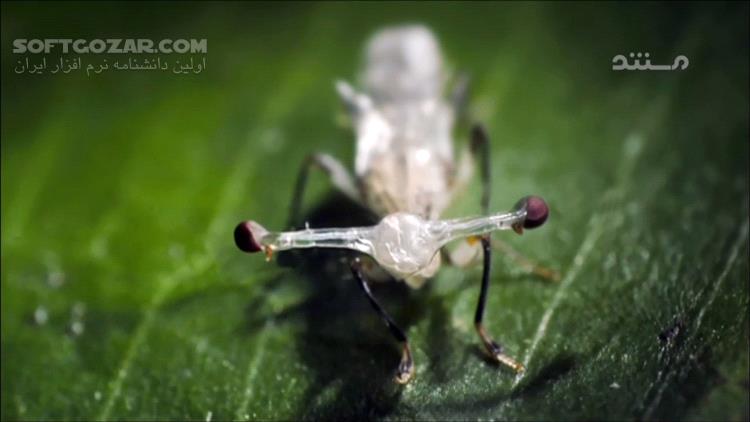 دانلود Nature