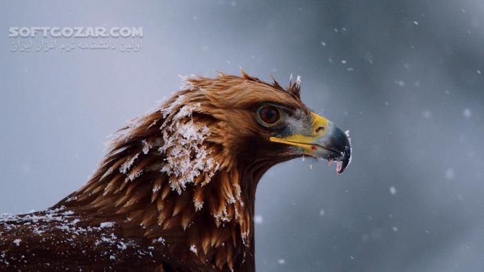 دانلود Planet Earth II - دانلود مستند سیاره زمین 2 با کیفیت عالی - سافت گذر