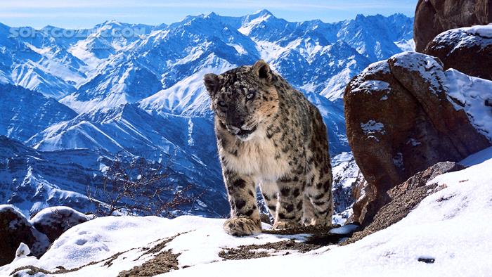 دانلود Planet Earth II - دانلود مستند سیاره زمین 2 با کیفیت عالی - سافت گذر