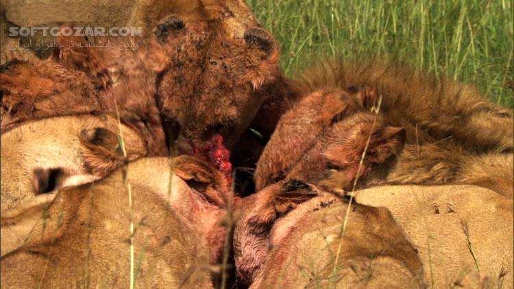 دانلود Three Men vs. Fifteen Hungry Lions - Human Planet, Grasslands - دانلود شکار شیرها - سافت گذر