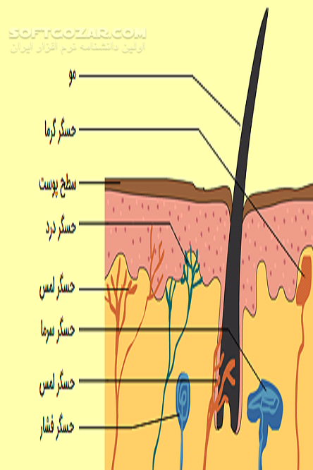 دانلود انواع پوست - دانلود کتاب آناتومی اسلامی - سافت گذر