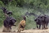 دانلود Lions the Best Hunters Ever! Wildlife Documentary