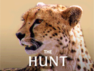 دانلود The Hunt