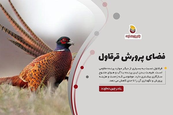 فضای مورد نیاز پرورش قرقاول